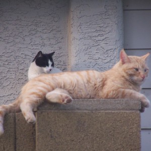 community cats in Arizona