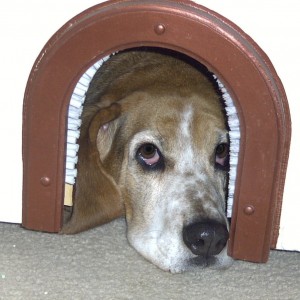 Basset nose in cat hole