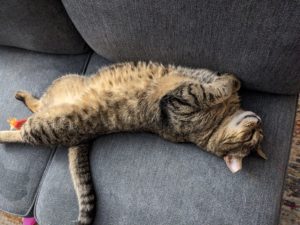 Earl Gray is comfortable sleeping on the sofa