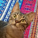 Catnip: It's not Just for Cats - ATX Animal Clinic